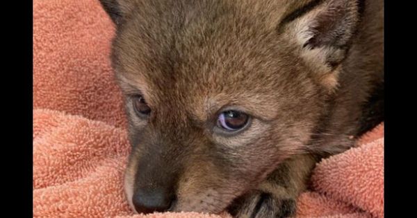 Family Saves Puppy on Side of Busy Road but Then Find Out They Could Have Been Exposed to Rabies