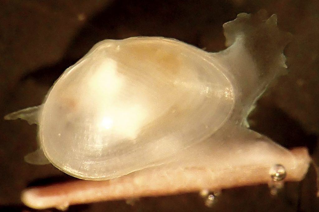 Tiny Clam Species Found Crawling Among Sea Urchin Spines Off South Africa‌
‌