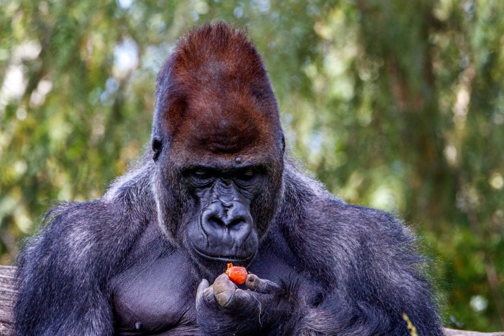 Gorillas’ Medicinal Plants Offer Clues For Drug-Resistant E.coli‌