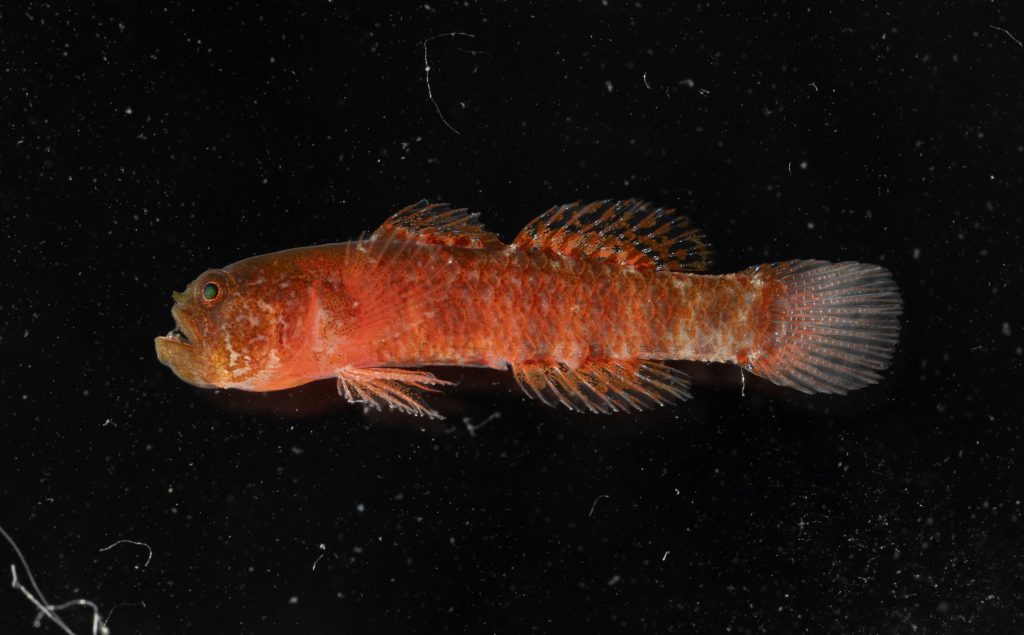 New ‘Grumpy Dwarfgoby’ Species Discovered In Red Sea Coral Reefs‌
‌