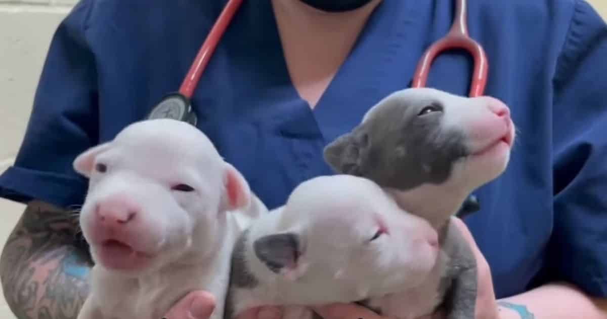 Good Samaritan Finds Emaciated Dog Tied Up in Park Bathroom Next to Suitcase Full of 11 Puppies