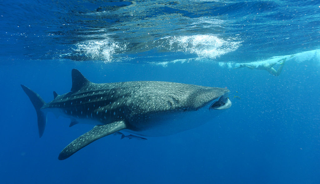 Unbelievable Footage Captures Moment Labrador Retriever Kisses Gigantic Whale Shark