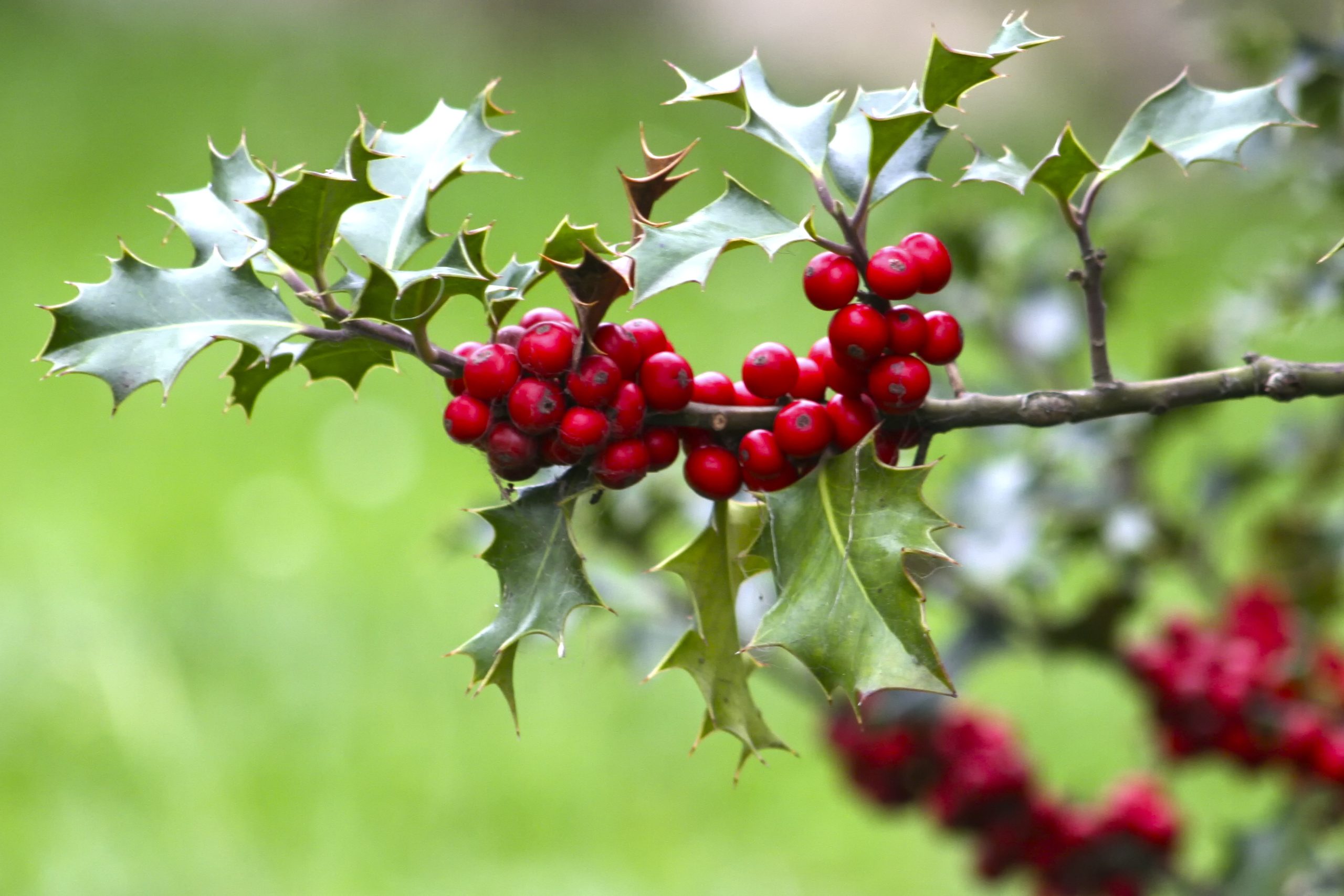 Extinct Holly Tree Found in South America After Not Being Seen For Nearly 200 Years