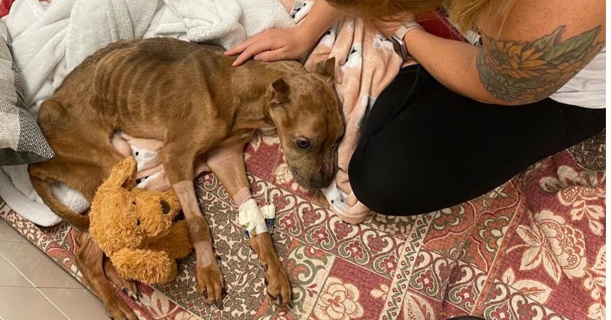 Abused Dog Found Starving and Battling Infection Now Fighting for Her Life in the ICU