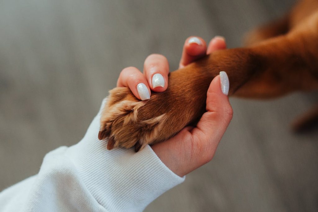 Americans Lack Pet Disaster Plans Despite Concerns, Survey Shows‌
‌