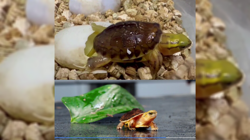 Baby Turtle Hatches at Zoo Giving Extinct Species Hope