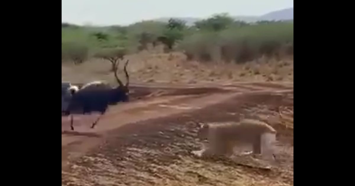 Heartland Americans Are Like This Antelope – They’ll Only Take So Much Before Rising Up and Terrifying Their Attacker