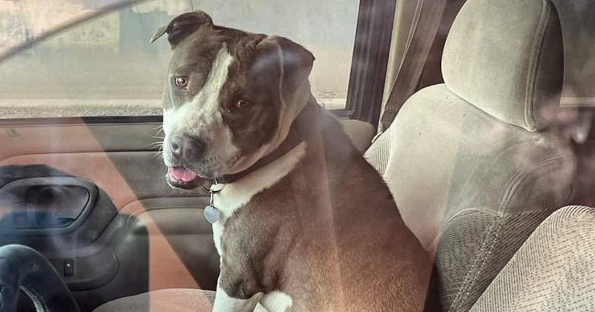 El Paso Awards Adopted Pit Bull for Saving His Owner's Life in Medical Emergency