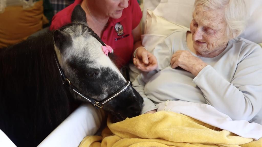 Therapeutic Mini Ponies Bring Joy To Hospitals And Care Homes
