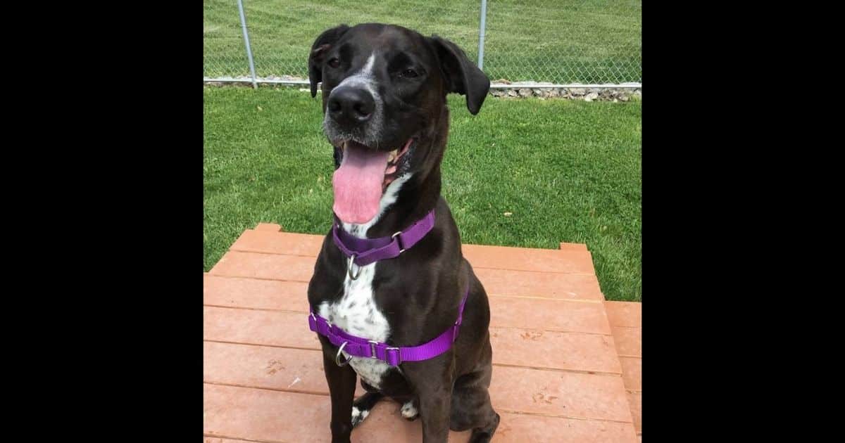 After Spending Nearly 7 Years at a Shelter, Dog Finally Finds His Forever Home