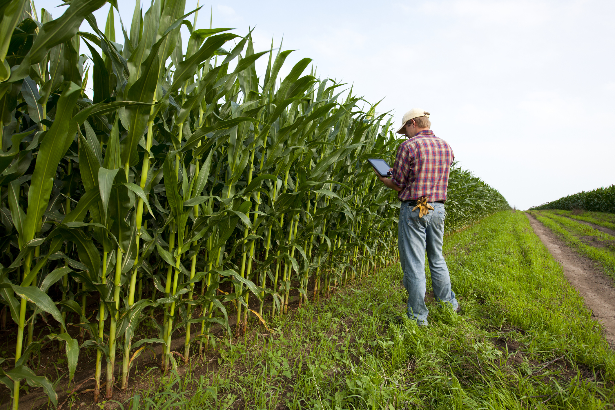 ‘A Year to Remember for All the Wrong Reasons’: Farmers Face Crop Disaster as Weather Throws Wrench in Harvesting Plans