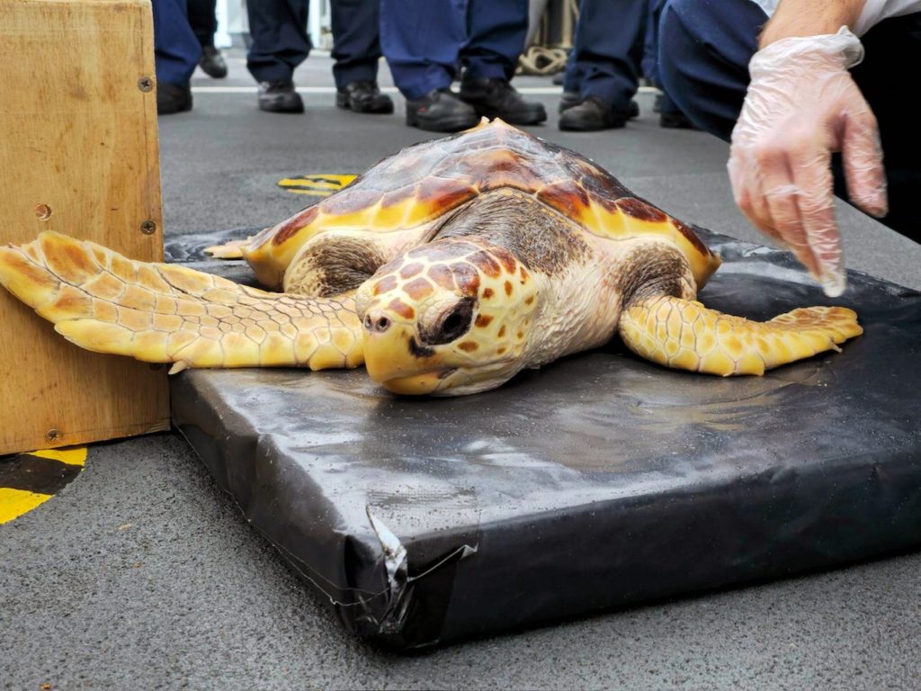 Six Rare Turtles Returned To Original Habitat Thanks To Royal Navy