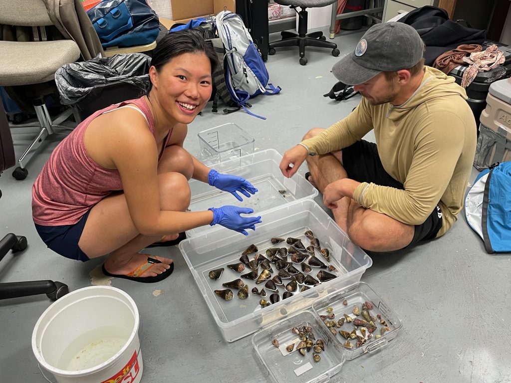 Deadly Sea Snail Toxin Holds Promise For Diabetes Drugs: Study‌