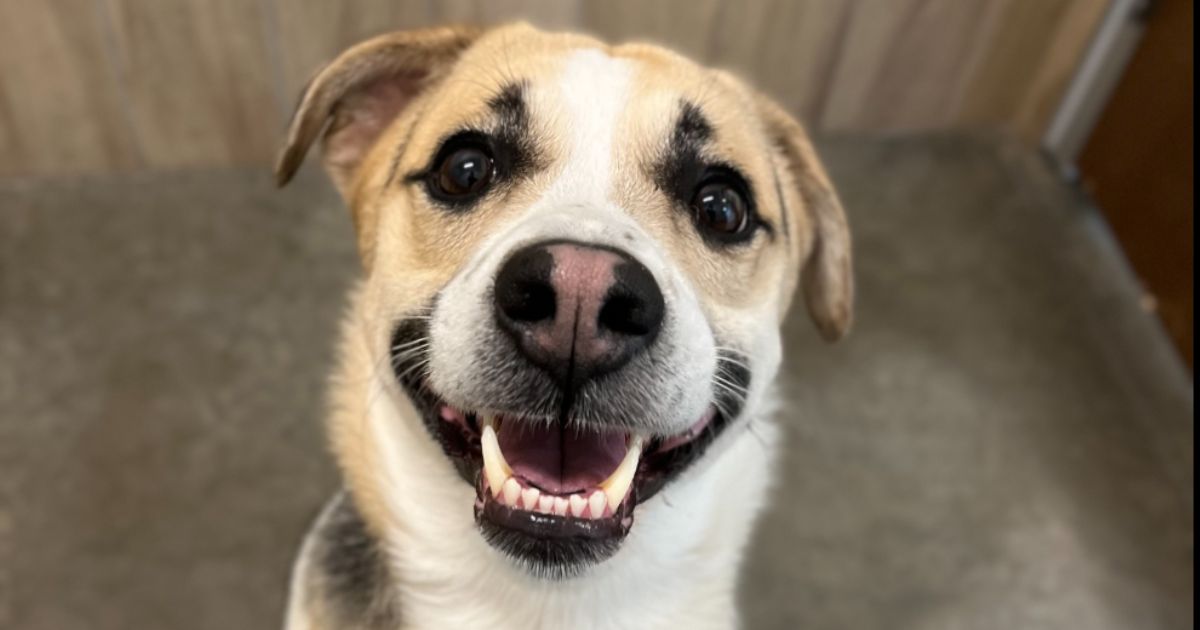‘Broke Our Hearts’: Strangers Help Dog and Owner Reunite After Family Member Secretly Dumps Dog