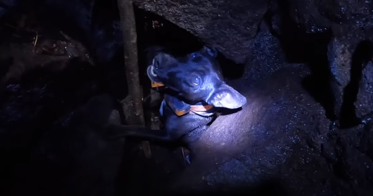 Dog Falls into Volcanic Fissure, Gets Stranded for Two Days: Local Adventurer Risks Life to Save Her