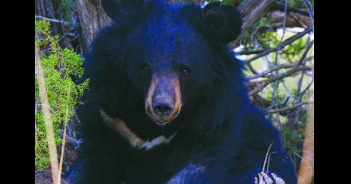 22 Bears Rescued from Barbaric Bile Trade in South Korea Now Living Their Best Lives in Colorado