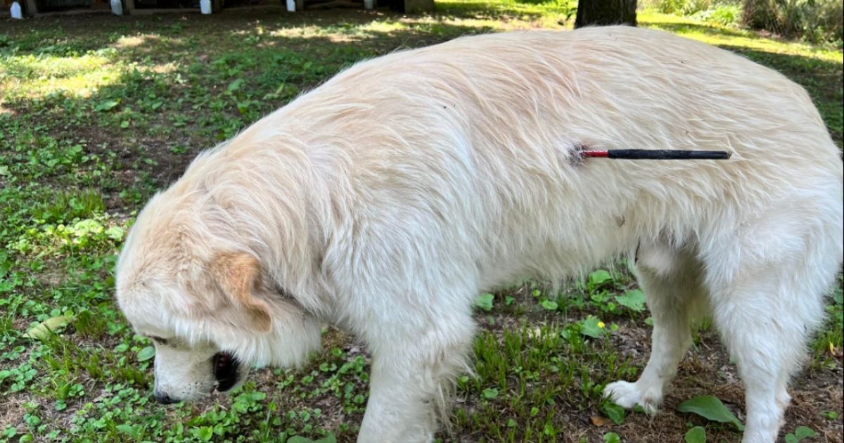 Disabled Veteran Heartbroken to Find Support Dog Shot with Arrow: 'He Was Hardly Breathing'