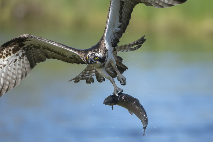 Brush Fire Sparked After Bird Drops Fish on Powerlines