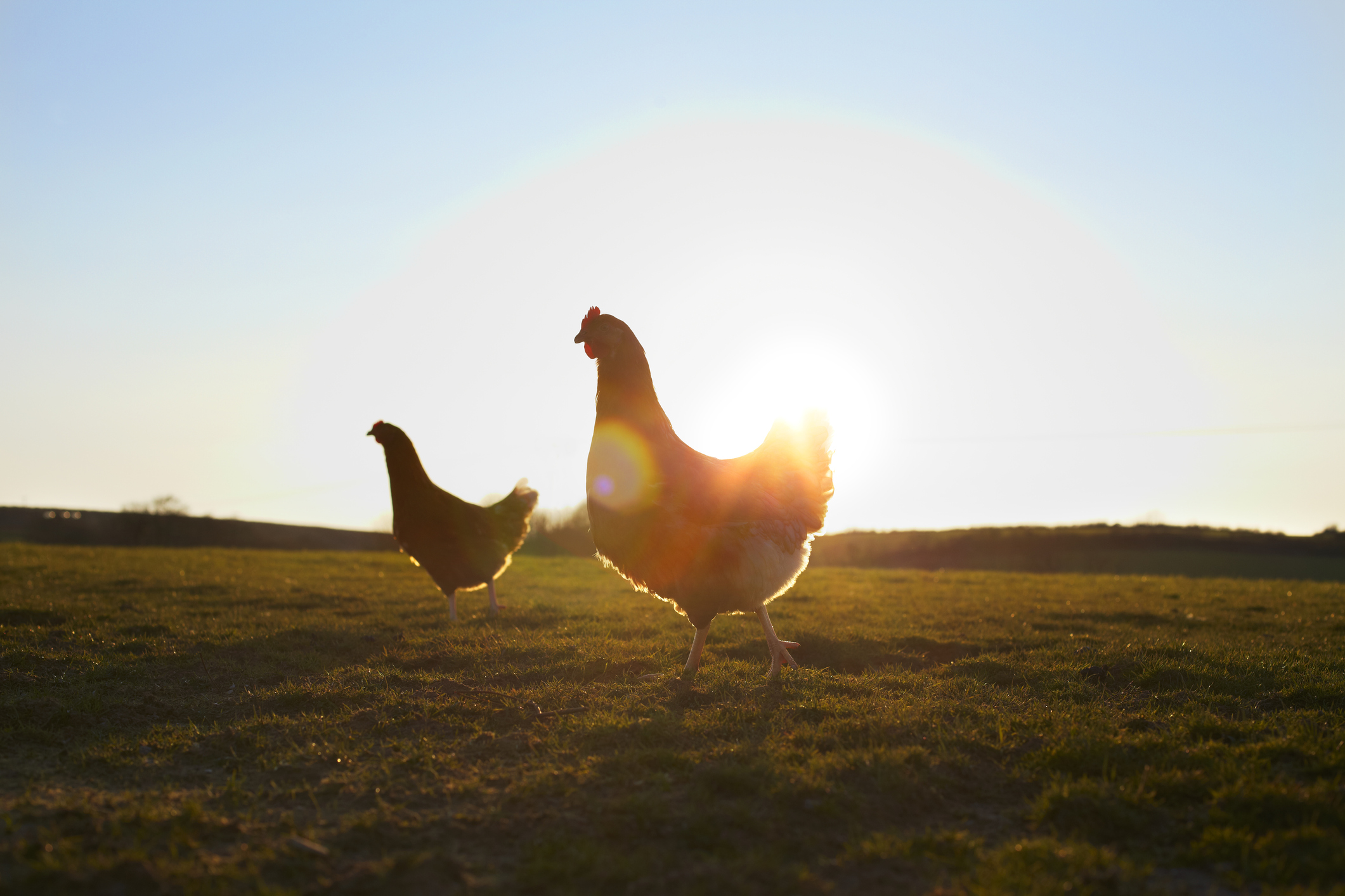 Shoe Collection Helps Injured Chicken Walk
