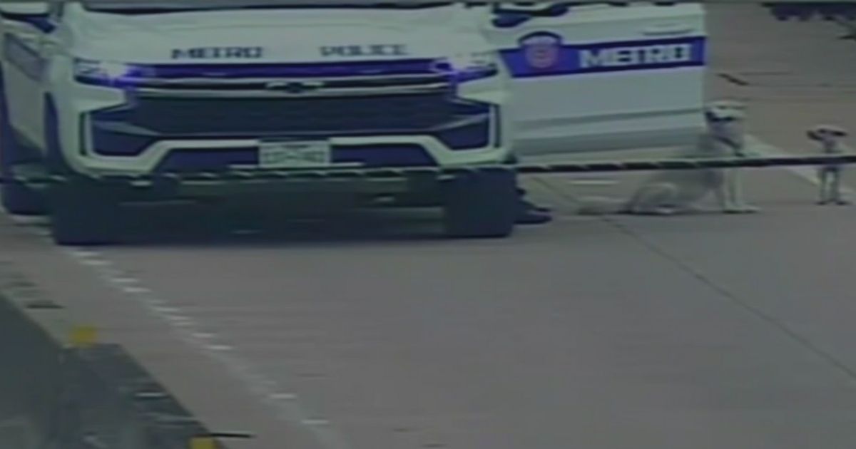 Video: Police Rescue Husky and Maltese Found Running in HOV Lane on Busy Texas Freeway