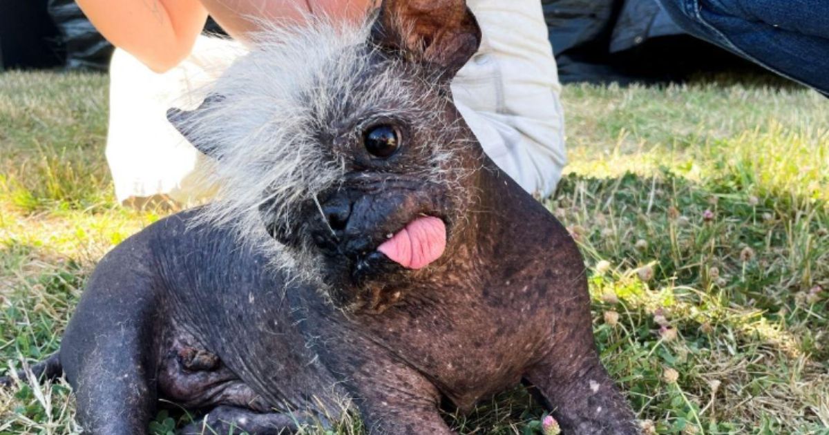 Meet 'Mr. Happy Face,' a Rescue Dog and the 2022 Winner of the 'World's Ugliest Dog' Title