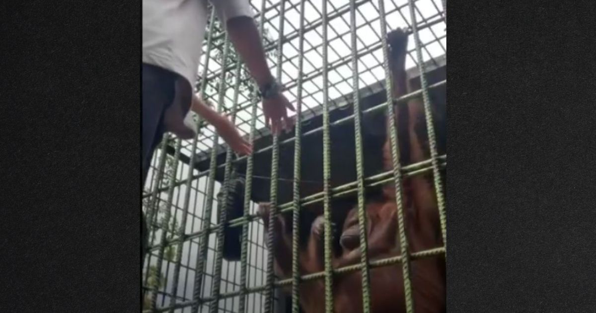 Watch: Man Gets Too Close to Orangutan, But It Instantly Teaches Him Nature's Not Very Sweet