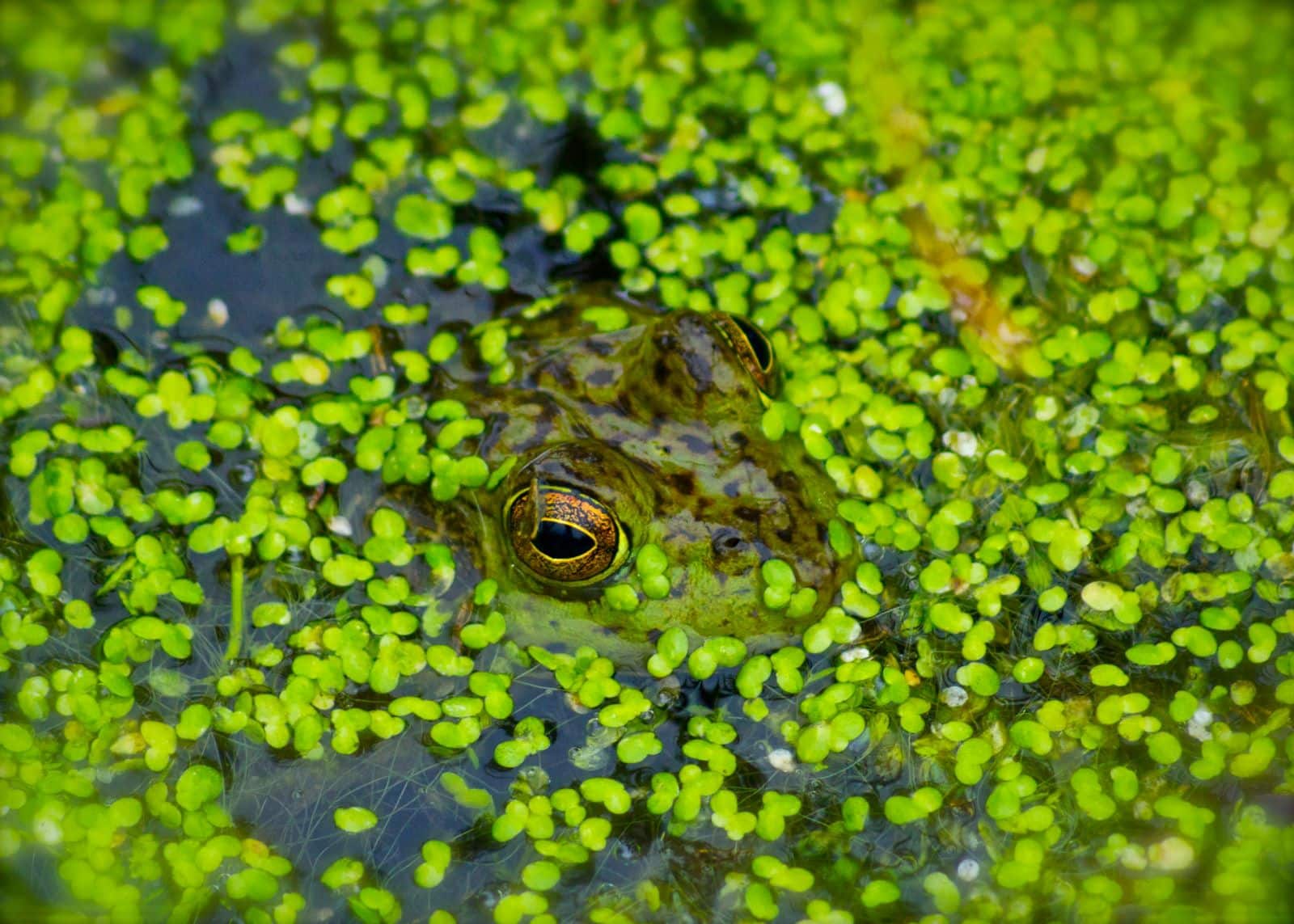 Mankai Duckweed Shows Promise In Lowering Blood Sugar Levels For Type 2 Diabetes‌