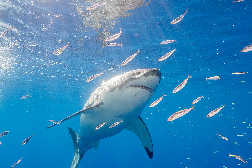 19-Foot Great White Shark Decapitates Diver in Front of Horrified Fishermen in Mexico