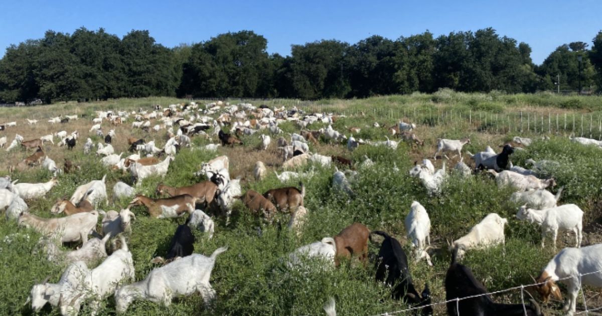 City Threatened with Destruction by Wildfire Calls a Farmer