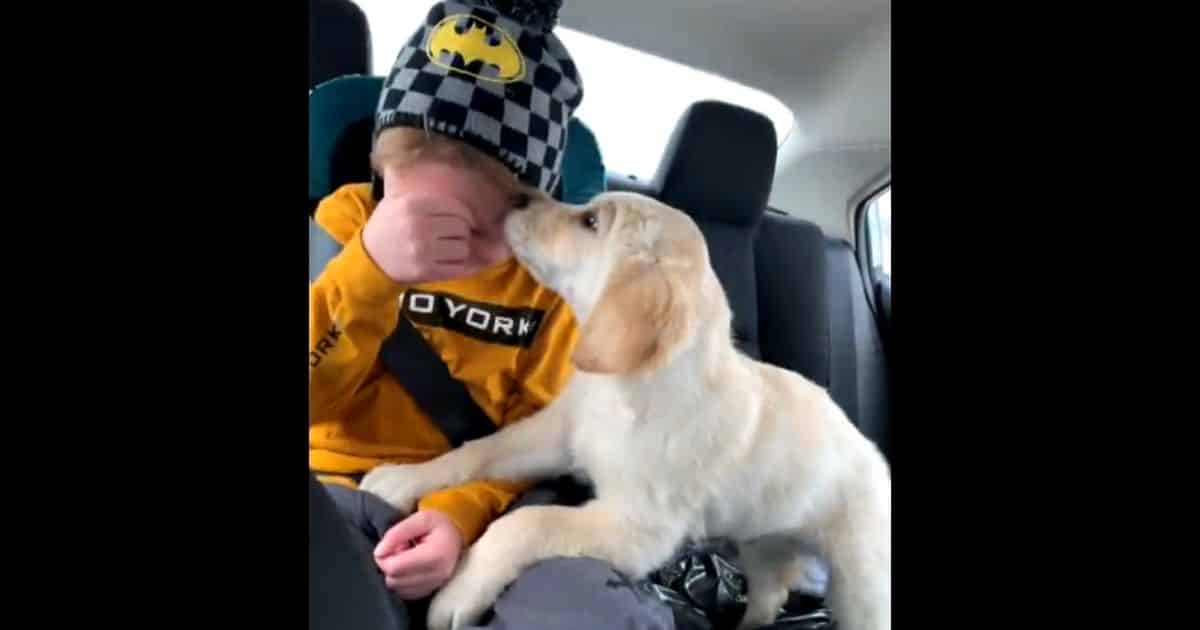 Canadian Family Heartbroken After Support Dog for Boy with Autism Suddenly Goes Missing