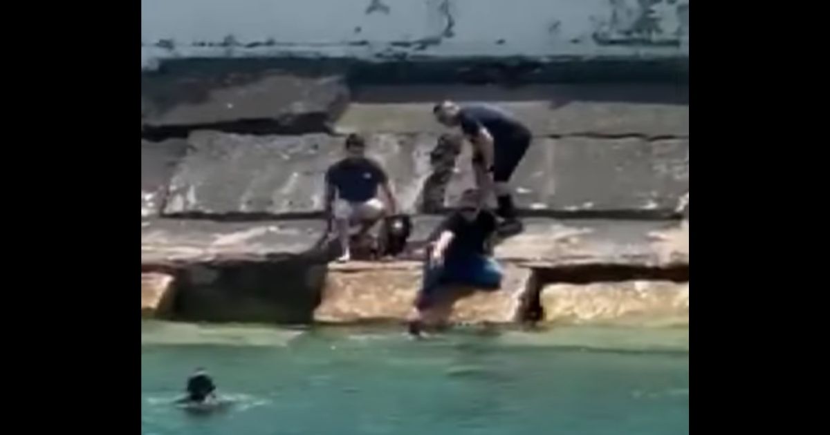 Video: Loose Dog Found Paddling in Busy Lake on Holiday Weekend Saved After Hero Jumps in