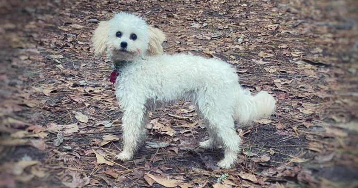 Real Life 'Homeward Bound': Puppy Survives Full Month Alone in Wilderness