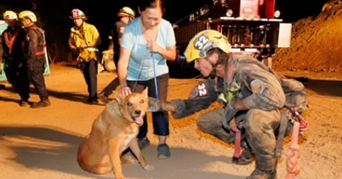 Elderly, Blind Dog Falls down 15-Foot-Deep Hole, Crying and Trapped until Firefighters Arrive