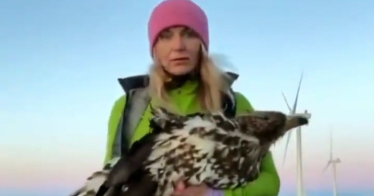Woman Finds Mutilated Eagle Under Wind Turbine: Blades Severed Wing of Doomed Bird