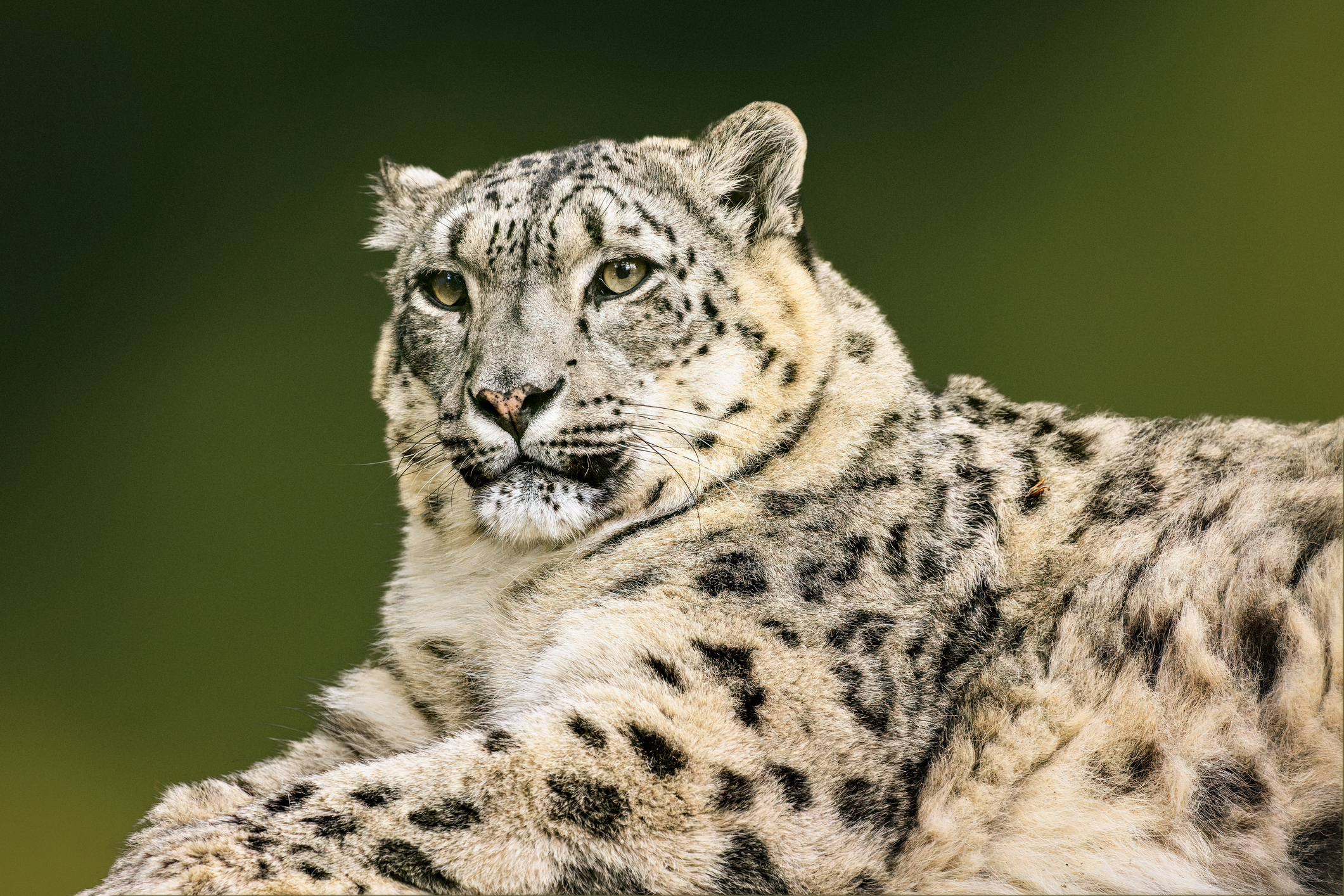 Vulnerable Snow Leopard Population Growing in the Himalayas