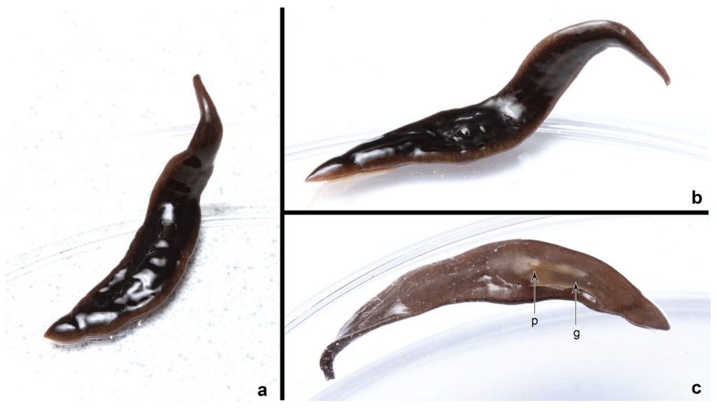 New ‘Alien’ Worm Species Invades Southern US, Originating From South America‌
‌