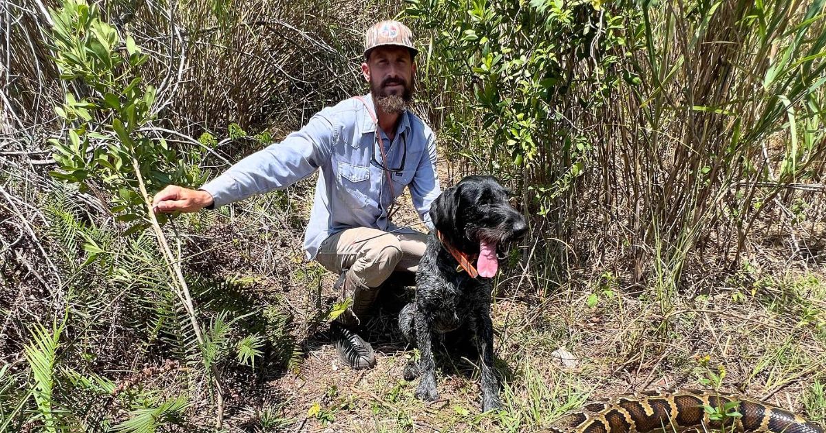 Man Hunts Down Massive Burmese Python in Everglades, After Cutting It Open Realizes He Was Just in Time