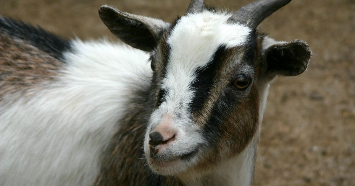 Israel Seizes Goat After Extremist Splinter Group Tries to Conduct Sacrifice on Temple Mount