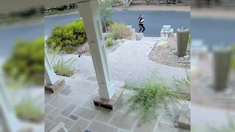 Watch: Doorbell Camera Captures Jogger, Blissfully Unaware That She's Being Hunted by an Apex Predator