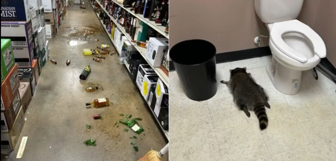 Tipsy Raccoon Wreaks Havoc In Virginia Liquor Store