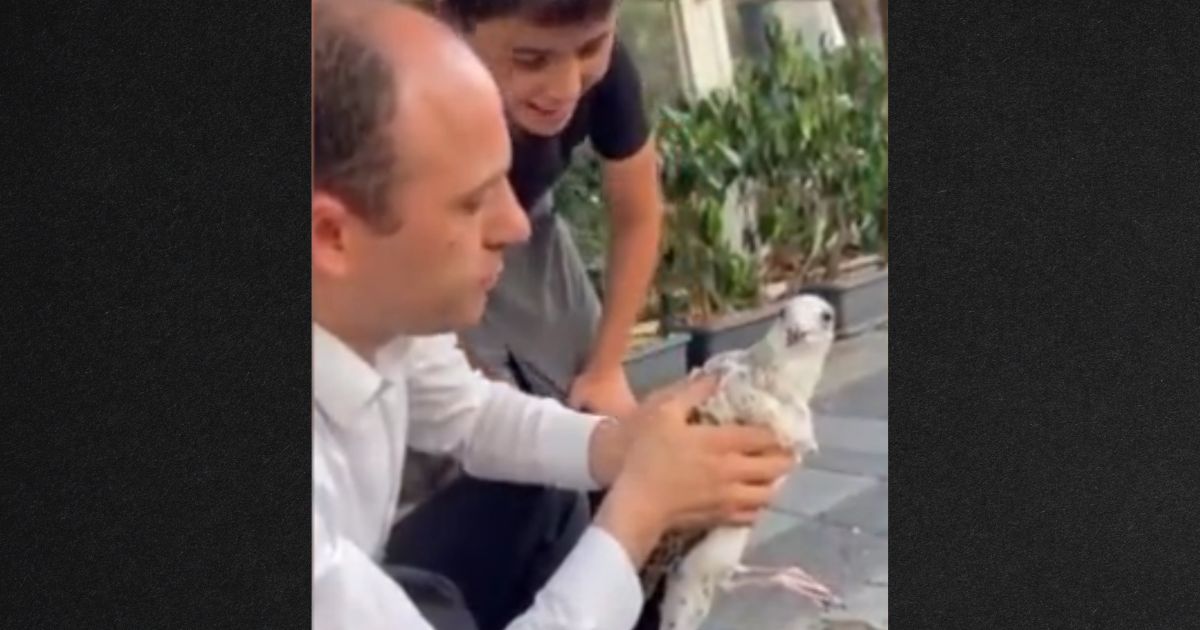 Watch: Man Taunts Seagull While Holding it, Makes Biggest Mistake of His Life