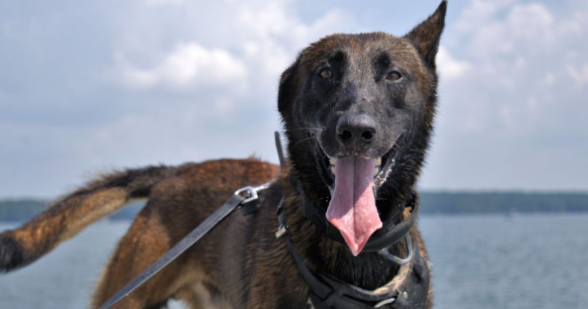 K9 Shot Twice While Police Chase Down Armed Suspect: 'He's a Hero to Me'