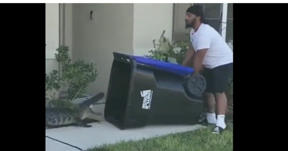 Armed with a Trash Can, Brave Veteran Dad Captures and Relocates 6-Foot Alligator