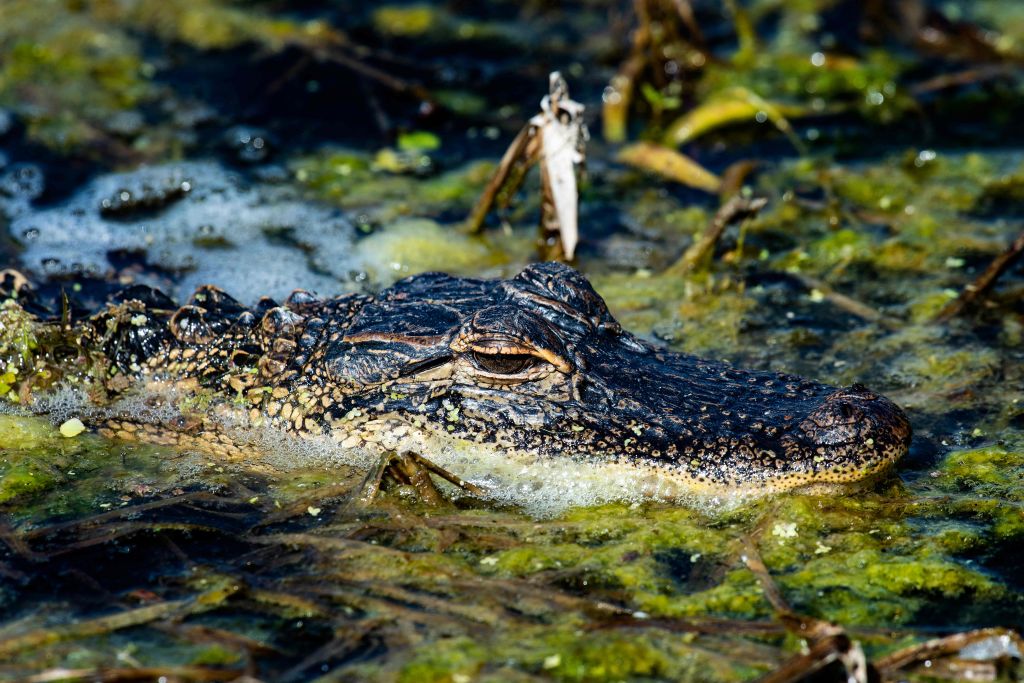 Runaway Gator Captured After Startling Stroll Through Boston