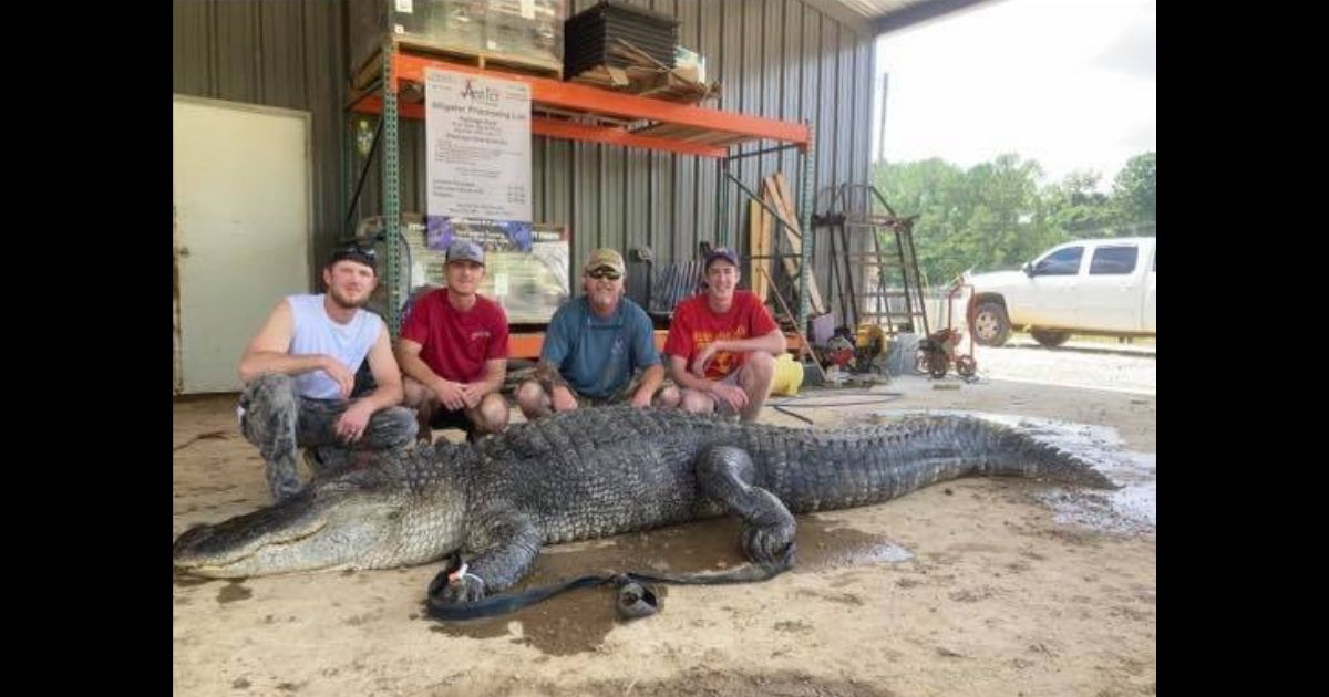 Artifacts Believed to Be Thousands of Years Old Discovered Inside Massive 750-Pound Alligator