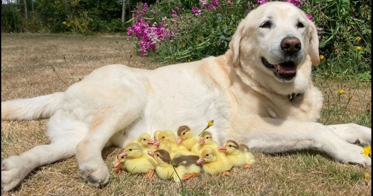 Sweet Elderly Dog Adopts Third Set of Orphaned Ducklings: 'He Took to His Role Like a Duck to Water'