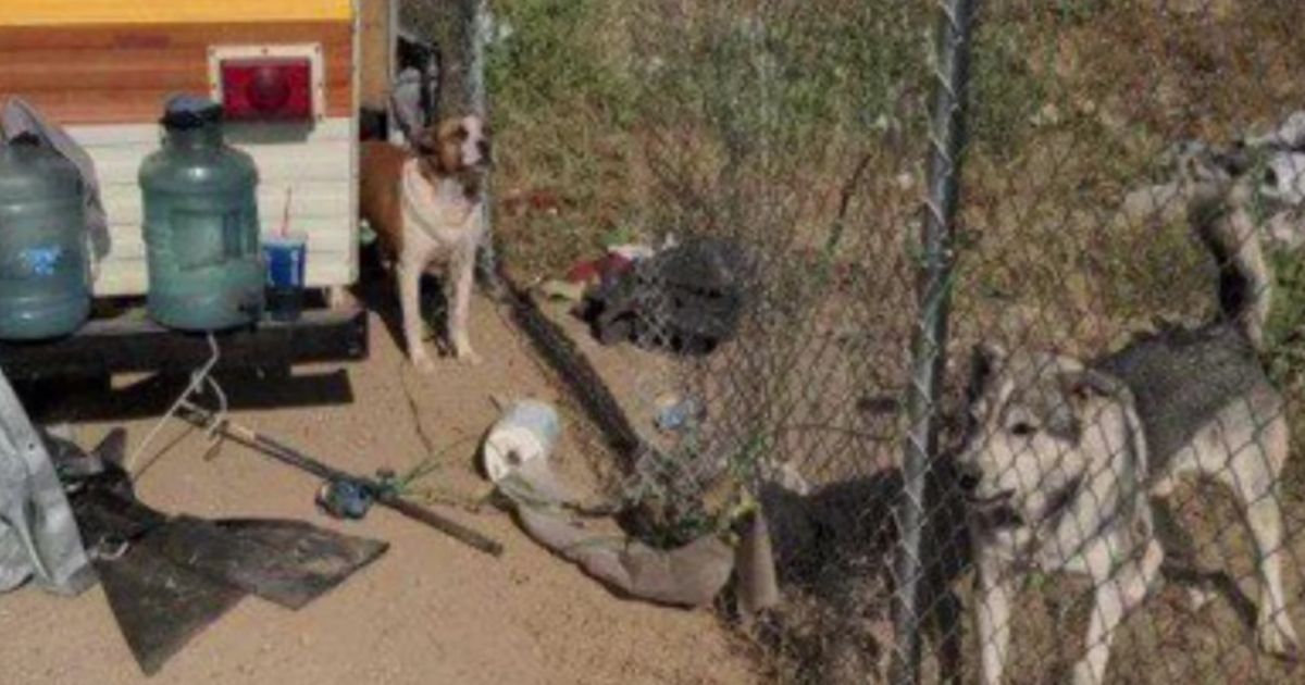 Thieves Break into Animal Shelter with Bolt Cutters, Steal Three Dogs from 'Protective Custody'