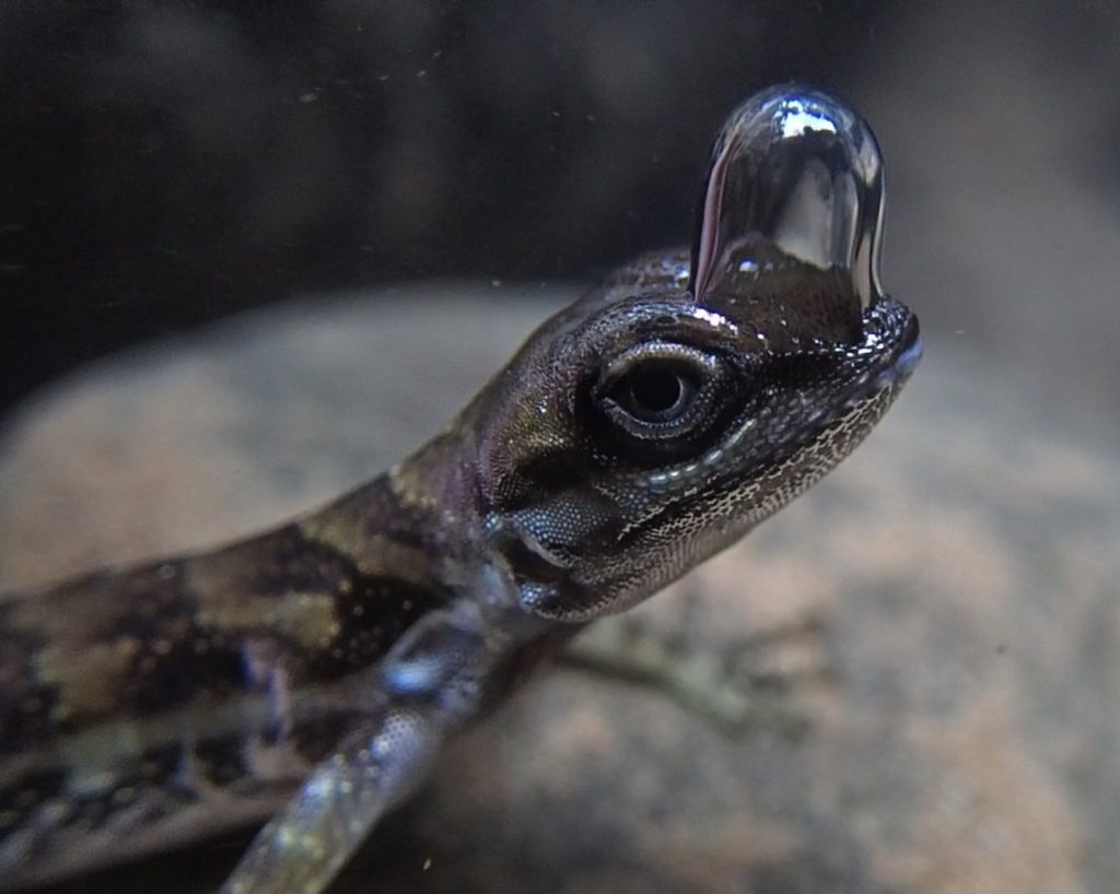 Scuba-Diving Lizards Use Bubbles To Escape Predators In Costa Rica‌
‌
