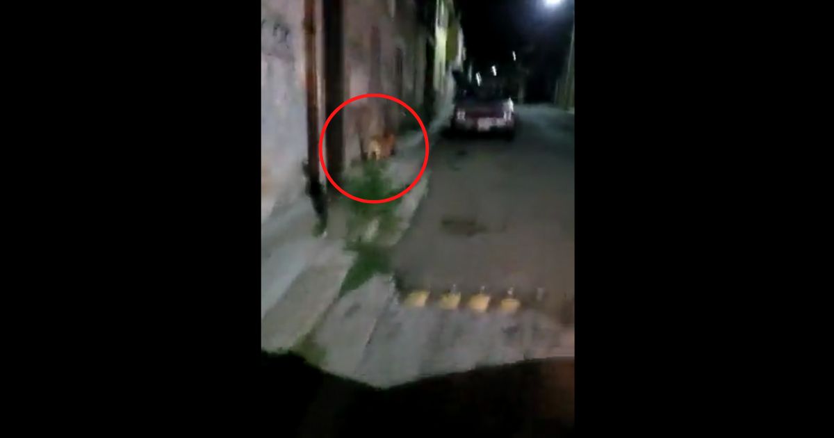 Dog Recorded Casually Trotting Down Mexican Street with Most Gruesome Trophy