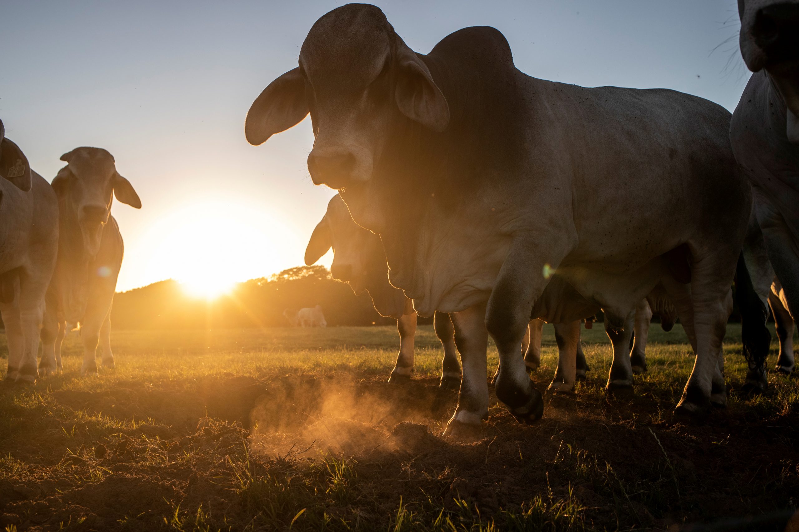 Big American Farm Raises the Alarm: Livestock Numbering in the Millions Could Soon ‘Starve to Death’